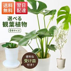 �ϗt�A�� �����X�e�� �I���[�u�̖� 6�� �I�ׂ� �{�� ���� ������� �������ȒP ���S�� �J�X�j�� �V�z�j�� ���z���j�� �u���[�~�[ bloom