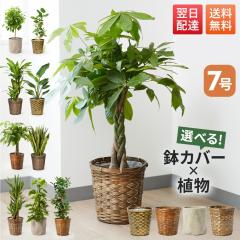 �ϗt�A�� �p�L�� �T���X�x���A ���b�J �|�g�X 7�� �I�ׂ� ���J�o�[�t �{�� �����p �ϗp�A�� ������� �C���e���A �u���[�~�[ bloomee �M