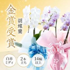 ��̓� �Ӓ��� �~�f�B 2�{���� 14�ֈȏ� ���j�� ���� �~�j �~�f�B�Ӓ��� ���ԃM�t�g �I�ׂ郉�b�s���O �� �a���� �M�t�g �v���[���g �u��