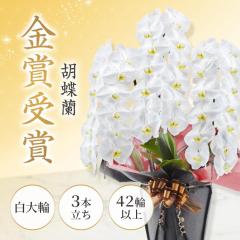 ��̓� �Ӓ����i���j 3�{���� 42�ֈȏ� ���j�� ���� ���� �M�t�g �I�ׂ郉�b�s���O �� �a���� �v���[���g �u���[�~�[ �J�X�j�� �җ�