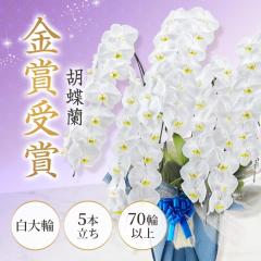 ��̓� �Ӓ����i���j 5�{���� 70�ֈȏ� ���j�� ���� ���� �M�t�g �I�ׂ郉�b�s���O �� �a���� �v���[���g �u���[�~�[ �J�X�j�� �җ�