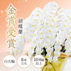 ��̓� �Ӓ����i���j 8�{���� 104�ֈȏ� ���j�� ���� ���� �M�t�g �I�ׂ郉�b�s���O �� �a���� �v���[���g �u���[�~�[ �J�X�j�� �җ�