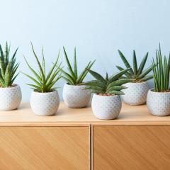 �y�����z���Y13���z �ϗt�A�� �T���X�x���A 5�� �~�j �K�^�̖� ���� �C���e���A �I�V���� �J�X�j�� �V�z�j�� �A�E�j�� �����A��