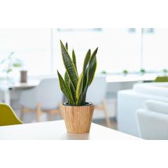 �y�����z���Y13���z �ϗt�A�� �T���X�x���A 6�� �I�ׂ锫�J�o�[ �t �K�^�̖� ���� �C���e���A �I�V���� �{�� �~�j �����A�� �M�t�g