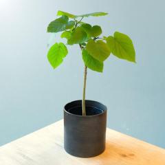 �y�����z���Y13���z �ϗt�A�� �E���x���[�^ 5�� 5�� �I�ׂ锫�J�o�[ �{�� �~�j ���� �C���e���A �����z���j�� �J�X�j��