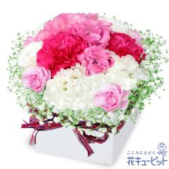 17�����̒����ŗ����͉y�a�����t�����[�M�t�g�z �a���� �v���[���g �� ���j�� �L�O�� �ގ��ޏ� �v�w �c���� �F�B �F�l �ԃL���[�s�b�g