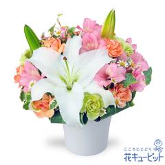 �y4���̒a���ԁi�A���X�g�������A�j�z  ���j�� �L�O�� ���� �a���� �v���[���g  �ԃL���[�s�b�g�̃����ƃA���X�g�������A�̃G���K���g�A