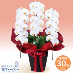 �y�������z  ���������� 2026�N �� �V�N �ꐳ �N�� ���A ���N�� ���� ���N �}�t  �ԃL���[�s�b�g�̌Ӓ����@3�{���i�J�ԗ֔�30�ȏ�j�Ԍn