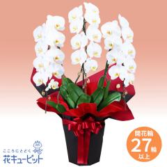 �y�������z  ���������� 2026�N �� �V�N �ꐳ �N�� ���A ���N�� ���� ���N �}�t  �ԃL���[�s�b�g�̌Ӓ����@3�{���i�J�ԗ֔�27�ȏ�j�Ԍn