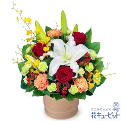 17�����̒����ŗ����͉y�����L�O���z �� �M�t�g ���j�� �v���[���g �v�w �c���� ����N �ԍ��� �⍥�� ������ �ԃL���[�s�b�g�̔�����