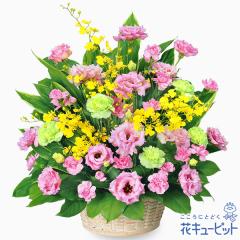 17�����̒����ŗ����͉y�a�����t�����[�M�t�g�z �a���� �v���[���g �� ���j�� �L�O�� �ގ��ޏ� �v�w �c���� �F�B �F�l �ԃL���[�s�b�g