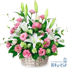 17�����̒����ŗ����͉y�a�����t�����[�M�t�g�z �a���� �v���[���g �� ���j�� �L�O�� �ގ��ޏ� �v�w �c���� �F�B �F�l �ԃL���[�s�b�g