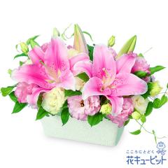 17�����̒����ŗ����͉y���j���z �a���� �A�E�ސE �����} ���� �җ� �J�X�J�� ���Ɠ��w �L�O�� �v���[���g �ԃL���[�s�b�g�̃s���N����