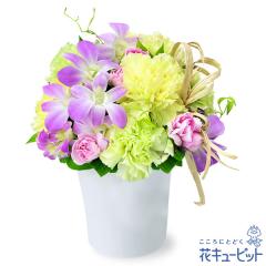 17�����̒����ŗ����͉y���j���z �a���� �A�E�ސE �����} ���� �җ� �J�X�J�� ���Ɠ��w �L�O�� �v���[���g �ԃL���[�s�b�g�̃f���t�@��