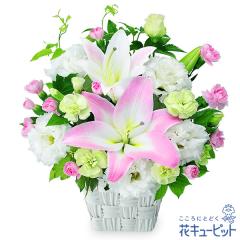 17�����̒����ŗ����͉y�����L�O���z �� �M�t�g ���j�� �v���[���g �v�w �c���� ����N �ԍ��� �⍥�� ������ �ԃL���[�s�b�g�̃s���N