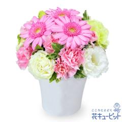 �y3���̒a���ԁi�s���N�K�[�x���j�z  �a���� ���j�� �L�O�� �v���[���g �Ƒ� �F�l  �ԃL���[�s�b�g�̃s���N�K�[�x���̃i�`�������A�����W