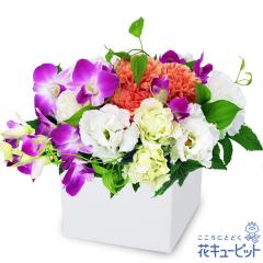 17�����̒����ŗ����͉y�a�����t�����[�M�t�g�z �a���� �v���[���g �� ���j�� �L�O�� �ގ��ޏ� �v�w �c���� �F�B �F�l �ԃL���[�s�b�g