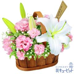 17�����̒����ŗ����͉y���j���z �a���� �A�E�ސE �����} ���� �җ� �J�X�J�� ���Ɠ��w �L�O�� �v���[���g �ԃL���[�s�b�g�̔������̃n