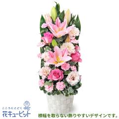 17�����̒����ŗ����͉y�J�X�j���E�J�Əj���z �� �M�t�g �J�� �ړ] ���z �L�O�� ���j�� �v���[���g �ԃL���[�s�b�g�̃s���N�����̃X��