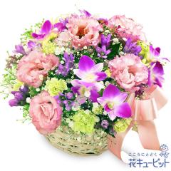 �y9���̒a���ԁi�����h�E�j�z  �M�t�g �a���� �v���[���g ���j�� �F�l �ޏ� �v�w �c���c�� �����j��  �ԃL���[�s�b�g�̏H�̃s���N�o�X�P