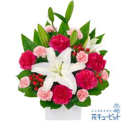 �y�a�����t�����[�M�t�g�z �a���� �v���[���g �� ���j�� �L�O�� �ގ��ޏ� �v�w �c���� �F�B �F�l �ԃL���[�s�b�g�̔������ƃs���N�̃A��