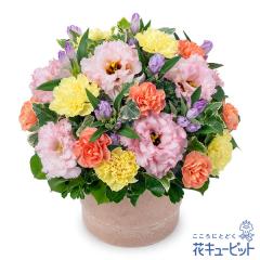�y9���̒a���ԁi�����h�E�j�z  �M�t�g �a���� �v���[���g ���j�� �F�l �ޏ� �v�w �c���c�� �����j��  �ԃL���[�s�b�g�̃s���N�����h�E��