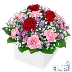 �y9���̒a���ԁi�����h�E�j�z  �M�t�g �a���� �v���[���g ���j�� �F�l �ޏ� �v�w �c���c�� �����j��  �ԃL���[�s�b�g�̐ԃo���ƃ����h�E