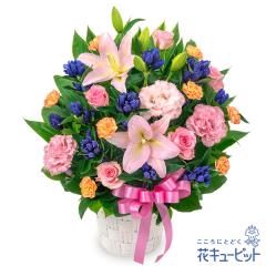 �y9���̒a���ԁi�����h�E�j�z  �M�t�g �a���� �v���[���g ���j�� �F�l �ޏ� �v�w �c���c�� �����j��  �ԃL���[�s�b�g�̃����ƃ����h�E��
