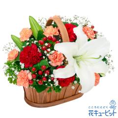 �y�a�����t�����[�M�t�g�z �a���� �v���[���g �� ���j�� �L�O�� �ގ��ޏ� �v�w �c���� �F�B �F�l �ԃL���[�s�b�g�̔������ƐԂ̃n�[���j