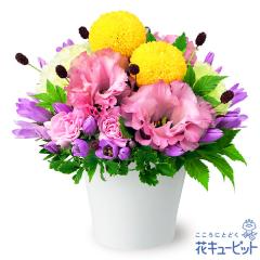 �y9���̒a���ԁi�����h�E�j�z  �M�t�g �a���� �v���[���g ���j�� �F�l �ޏ� �v�w �c���c�� �����j��  �ԃL���[�s�b�g�̂��������A�����W