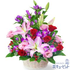 �y9���̒a���ԁi�����h�E�j�z  �M�t�g �a���� �v���[���g ���j�� �F�l �ޏ� �v�w �c���c�� �����j��  �ԃL���[�s�b�g�̃����ƃ����h�E��