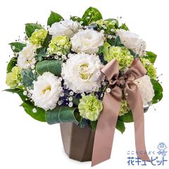�y8���̒a���ԁi�g���R�L�L���E�j�z  �� �M�t�g �a���� �v���[���g �L�O�� �F�B �ގ��ޏ� ���� �c����  �ԃL���[�s�b�g�̔��g���R�L�L��