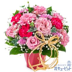 �y8���̒a���ԁi�g���R�L�L���E�j�z  �� �M�t�g �a���� �v���[���g �L�O�� �F�B �ގ��ޏ� ���� �c����  �ԃL���[�s�b�g�̃s���N�g���R�L