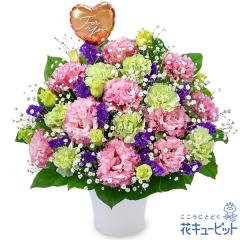 �y8���̒a���ԁi�g���R�L�L���E�j�z  �� �M�t�g �a���� �v���[���g �L�O�� �F�B �ގ��ޏ� ���� �c����  �ԃL���[�s�b�g�̃g���R�L�L���E