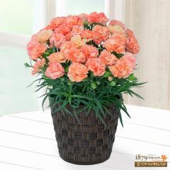 �y��̓� �Y���Ԕ��A���z  ���� �� �c�� �a���� ���j�� �L�O�� �v���[���g  �ԃL���[�s�b�g�̕�̓� �F�ς��J�[�l�[�V�����̔��A���i�I