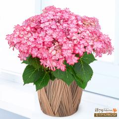 �y��̓� �Y���Ԕ��A���z  ���� �� �c�� �a���� ���j�� �L�O�� �v���[���g  �ԃL���[�s�b�g�̕�̓� ���������̔��A�� �ЂȂ܂�i�s��