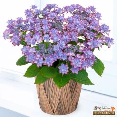 �y��̓� �Y���Ԕ��A���z  ���� �� �c�� �a���� ���j�� �L�O�� �v���[���g  �ԃL���[�s�b�g�̕�̓� ���������̔��A�� �ЂȂ܂�i�j 