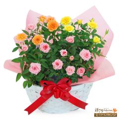 �y��̓� �Y���Ԕ��A���z  ���� �� �c�� �a���� ���j�� �L�O�� �v���[���g  �ԃL���[�s�b�g�̕�̓� �o���̔��A�� 3�F�񂹐A���i�s���N�E