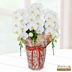 �y��̓� �Y���Ԕ��A���z  ���� �� �c�� �a���� ���j�� �L�O�� �v���[���g  �ԃL���[�s�b�g�̕�̓� �~�f�B�Ӓ��� ���n 3�{���i��㎆��