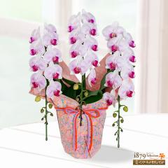 �y��̓� �Y���Ԕ��A���z  ���� �� �c�� �a���� ���j�� �L�O�� �v���[���g  �ԃL���[�s�b�g�̕�̓� �~�f�B�Ӓ��� �X�g���C�v 3�{���i��