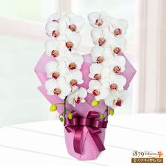 �y��̓� �Y���Ԕ��A���z  ���� �� �c�� �a���� ���j�� �L�O�� �v���[���g  �ԃL���[�s�b�g�̕�̓� �~�f�B�Ӓ��� ���Ԍn 2�{���i���b�s