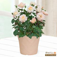 �y��̓� �Y���Ԕ��A���z  ���� �� �c�� �a���� ���j�� �L�O�� �v���[���g  �ԃL���[�s�b�g�̕�̓� �o���̔��A�� �z���C�g�s�[�`�I�x�[