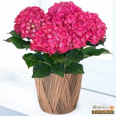 �y��̓� �Y���Ԕ��A���z  ���� �� �c�� �a���� ���j�� �L�O�� �v���[���g  �ԃL���[�s�b�g�̕�̓� ���������̔��A�� ���b�h�G���W�F�� 