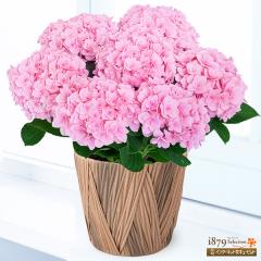 �y��̓� �Y���Ԕ��A���z  ���� �� �c�� �a���� ���j�� �L�O�� �v���[���g  �ԃL���[�s�b�g�̕�̓� ���������̔��A�� �t�������e�B�[�i