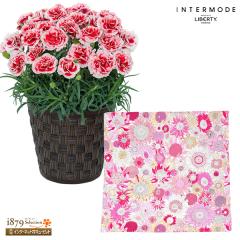 �y��̓� �Y���Ԕ��A���z  ���� �� �c�� �a���� ���j�� �L�O�� �v���[���g  �ԃL���[�s�b�g�̃J�[�l�[�V�����̔��A�� �������z�C�b�v�Ɓy