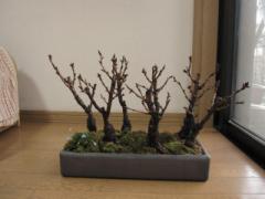 2025N4ɊJԖ~́@@̕M~́@@؂ɃbL[̂V@V{̍~́@@KĂԍ~́@@