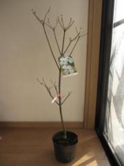 �Ԑ��؃V���{���c���[ �y��؉Ԑ��؁z�@�n�i�~�Y�L���ԁ@�N���E�h�i�C�� 2025�N�S���ɊJ�ԗ\��c