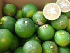 �啪���������Y���I�n�����ڂ�[��10Kg�E1��] �J�{�X���A�E�g���b�g�E�󂠂�y���������z�������w��s��