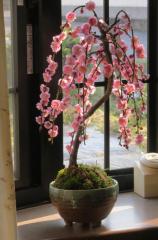 ԍyނj̃v[gɔd~~́@My@@ 2025N3JԂ̃sN̂킢~