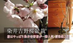 g~́@@ōłԌ@2025N4Jԁ@MyĂ@߂炵@~́@Myij